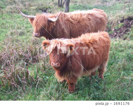 ハイランドカウ 1691176