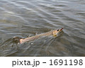 阿寒湖のアメマス 1691198