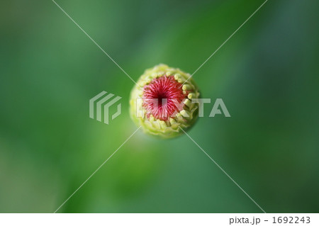 百日草 百日草 1692243