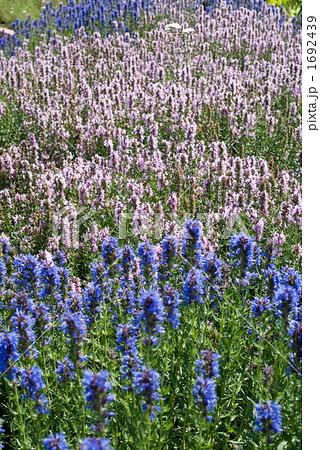 ヒソップ畑 1692439