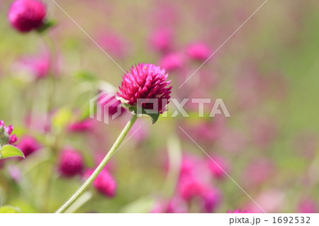 千日紅のクローズアップ 1692532