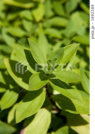 ソープワート 1692589