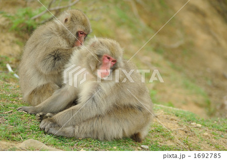 毛繕いするニホンザル 1692785