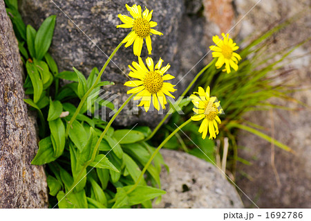 ウサギギク２ 1692786