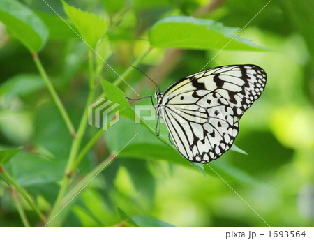 オオゴマダラ 1693564