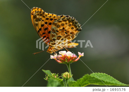 ヒョウモンチョウ ヒョウモンチョウ 1693576