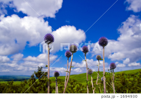 高原のヒゴダイと青空と白い雲 1694930