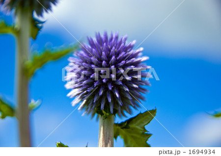 ヒゴダイと青空と白い雲 ヒゴダイと青空と白い雲 1694934