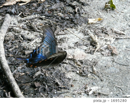 カラスアゲハ カラスアゲハ 1695280