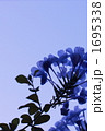 ルリマツリ 1695338