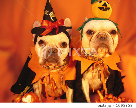 わんわんハロウィンパーティー15 1695358