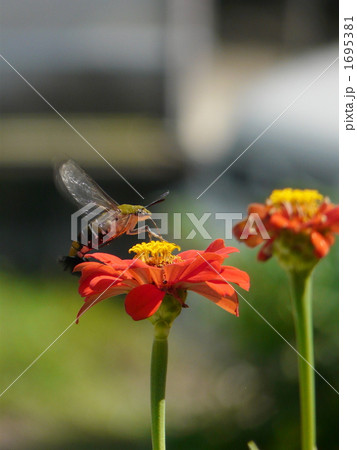 オオスカシバ 1695381