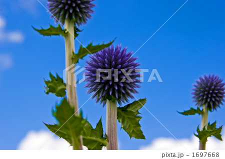 ヒゴタイと青空と白い雲 ヒゴタイと青空と白い雲 1697668