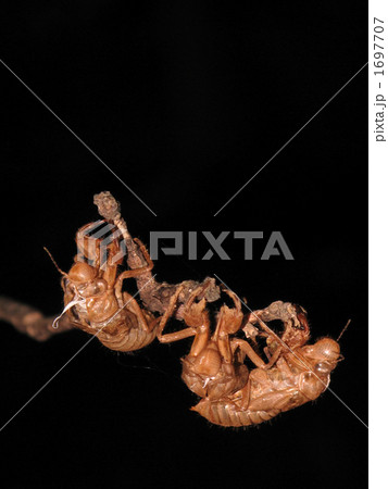 セミの抜け殻 1697707