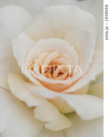 バラ　フレンチレース 1698068