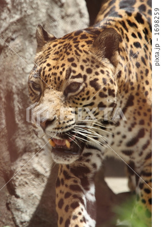 ジャガー ジャガー 1698259