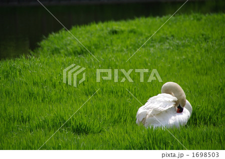 コブハクチョウ 1698503