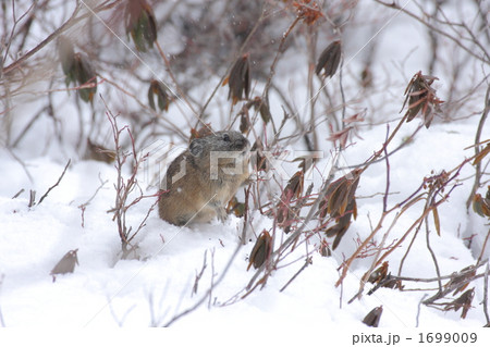 雪上のナキウサギ 雪上のナキウサギ 1699009