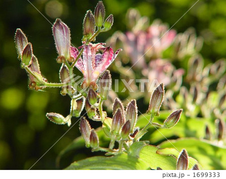 10月　ホトトギス・ユリ科32 1699333