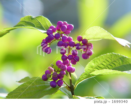 10月　コムラサキ・クマツヅラ科01 1699340