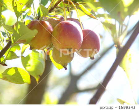 10月　ヒメリンゴ・バラ科05 1699343