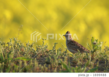 菜の花とヒバリ 菜の花とヒバリ 1699488