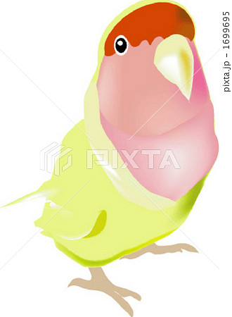 コザクラインコのイラスト素材