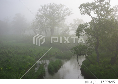 朝霧の湿原と川 朝霧の湿原と川 1699845