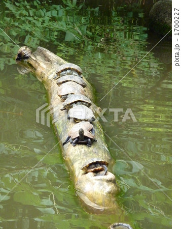 亀の甲羅干し 1700227