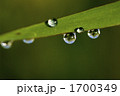 朝露に濡れた葉 1700349