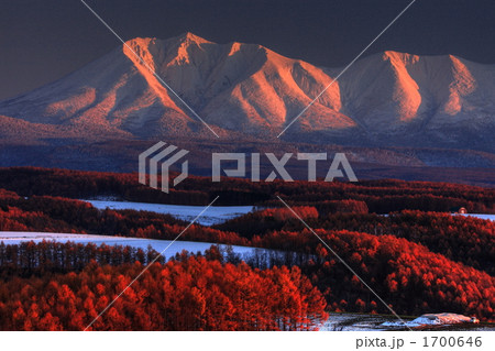 オプタテシケ山と唐松林 1700646