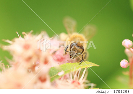 蜜蜂４ 1701293