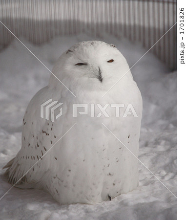 旭山動物園の白フクロウの写真素材