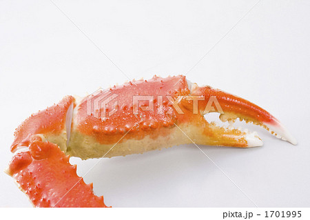 蟹爪 蟹爪 1701995