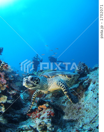 亀とダイバー 1702071