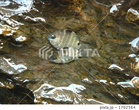 二匹のシマスズメダイ幼魚 1702564