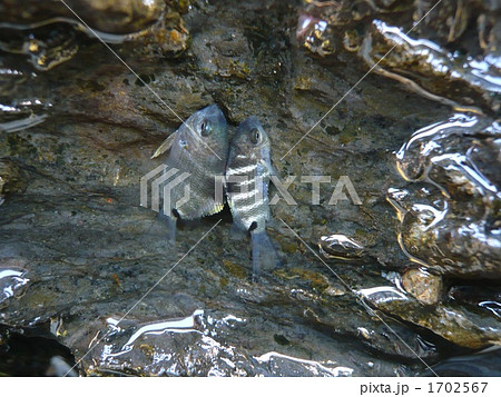 二匹のシマスズメダイ幼魚(縦向き) 1702567