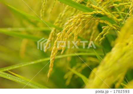 稲穂 1702593