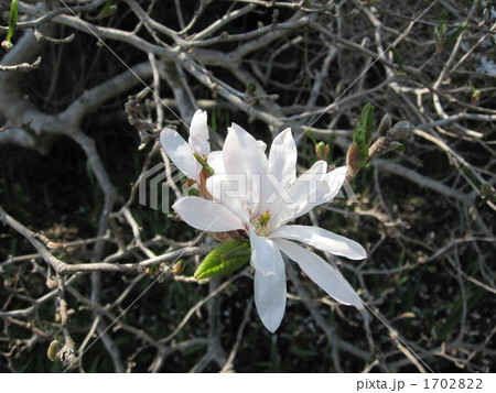 シデコブシ 1702822