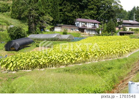 信州のたばこ栽培 1703548