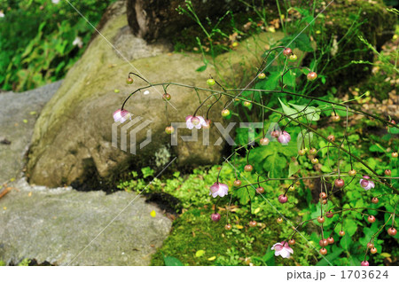 レンゲショウマ 1703624