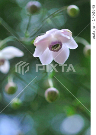 レンゲショウマ 1703648