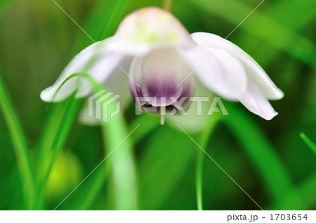 レンゲショウマ 1703654