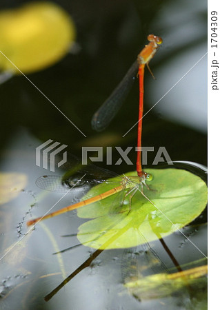 ベニイトトンボのつがい 1704309