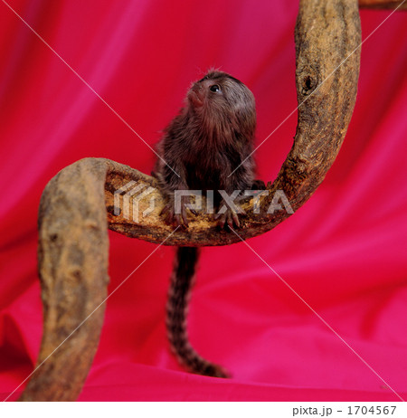 木の上でお休み-2 1704567