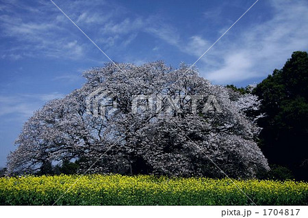 吉高の大桜 1704817
