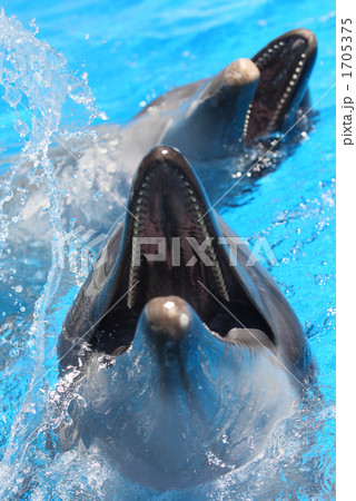 遊ぶイルカ 1705375