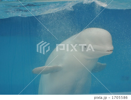 ショーをするシロイルカ ショーをするシロイルカ 1705586