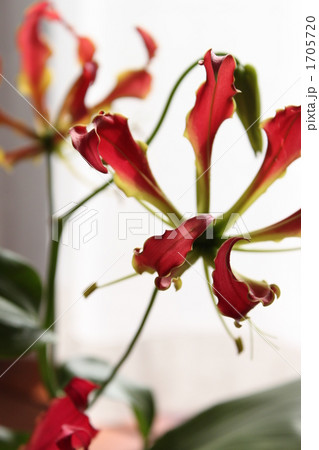 ラテン語で 光栄 の写真素材