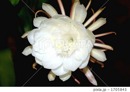 月下美人 月下美人 1705843